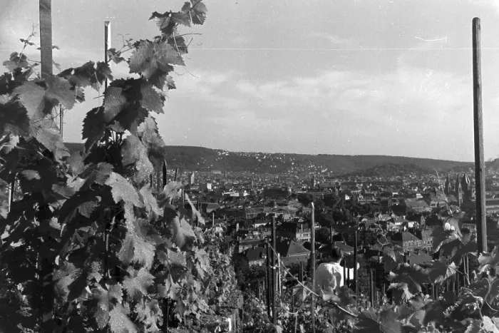 Gerahmter Druck : Stuttgart. Panoramische Aussicht von der Weinlage in Stuttgarter Umgebung