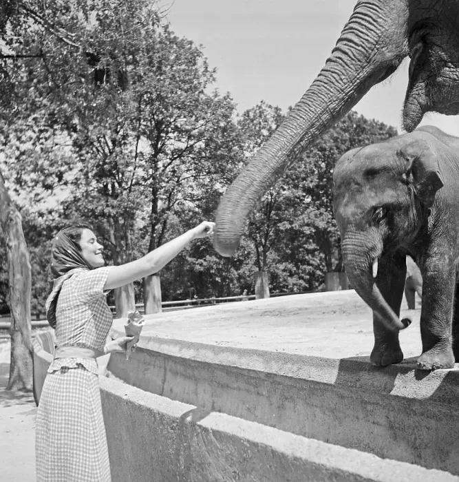 Gerahmter Druck : Stuttgart. Eine Frau vor dem Elefantenbegeh auf der Wilhelm-Lehranstalt-Tierwiese Gerahmter Druck : Stuttgart. Eine Frau vor dem Elefantenbegeh auf der Wilhelm-Lehranstalt-Tierwiese