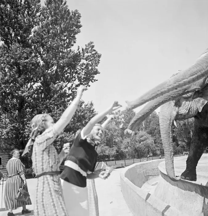 Gerahmter Druck : Stuttgart. Dreizehn junge Frauen an der Elephantenhaltestelle des Wilslemer Gerahmter Druck : Stuttgart. Dreizehn junge Frauen an der Elephantenhaltestelle des Wilslemer