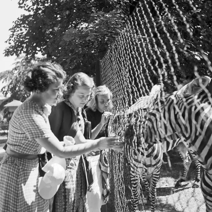 Framed Print : Stuttgart. Drei junge Frauen am Zebragehege im Wilhelma Tierpark in Stuttgart Framed Print : Stuttgart. Drei junge Frauen am Zebragehege im Wilhelma Tierpark in Stuttgart