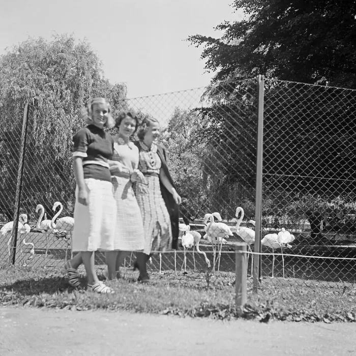 Framed Print : Stuttgart. Drei junge Frauen am Flamingogehege im Wilhelma Tierpark in Stuttgart