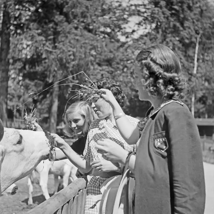Framed Print : Stuttgart. Drei junge Frauen am Rindergehege im Wilhelma Tierpark in Stuttgart Framed Print : Stuttgart. Drei junge Frauen am Rindergehege im Wilhelma Tierpark in Stuttgart