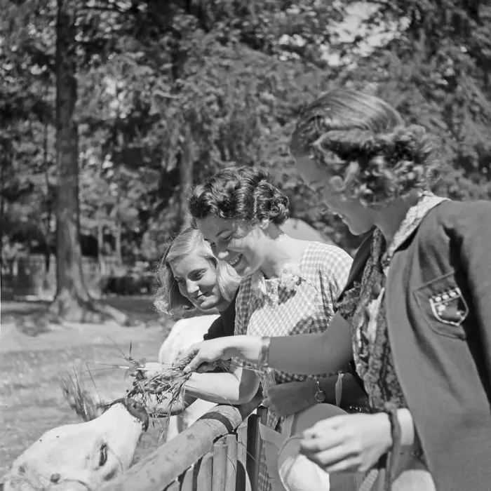 Impression encadrée : Stuttgart. Trois jeunes femmes à l'élevage de vaches au parc des animaux Impression encadrée : Stuttgart. Trois jeunes femmes à l'élevage de vaches au parc des animaux