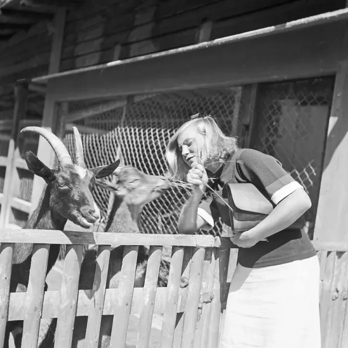 Gerahmter Druck : Stuttgart. Eine junge Frau an dem Ziegengehege imWilhelmahTierpark zuStuttgartinDeutschlandderJahreVor demNationalsozialismus1928 Gerahmter Druck : Stuttgart. Eine junge Frau an dem Ziegengehege imWilhelmahTierpark zuStuttgartinDeutschlandderJahreVor demNationalsozialismus1928
