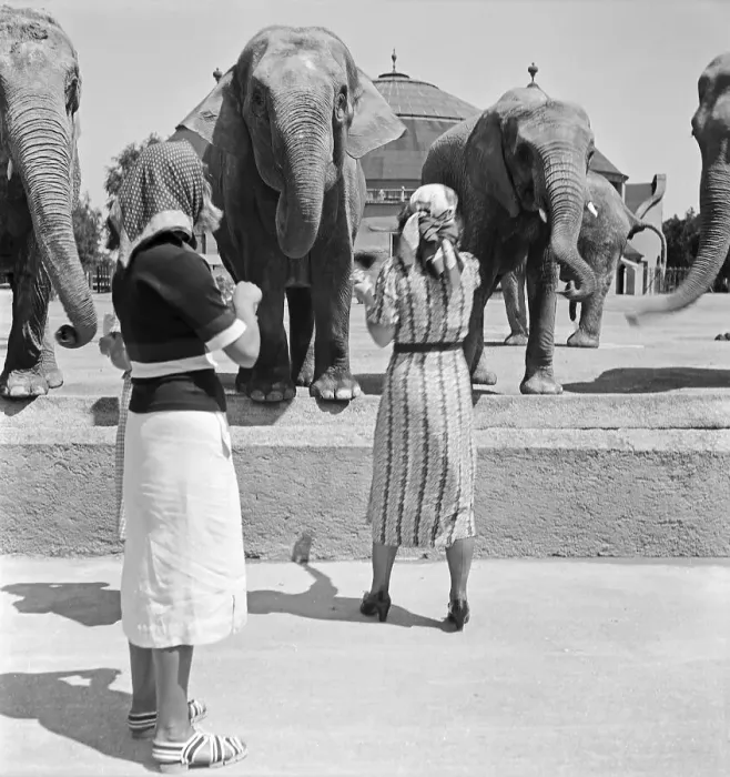 Gerahmter Druck : Stuttgart. Dreie junge Frauen an dem Elephantenfriedhof des Zoologischen Gerahmter Druck : Stuttgart. Dreie junge Frauen an dem Elephantenfriedhof des Zoologischen