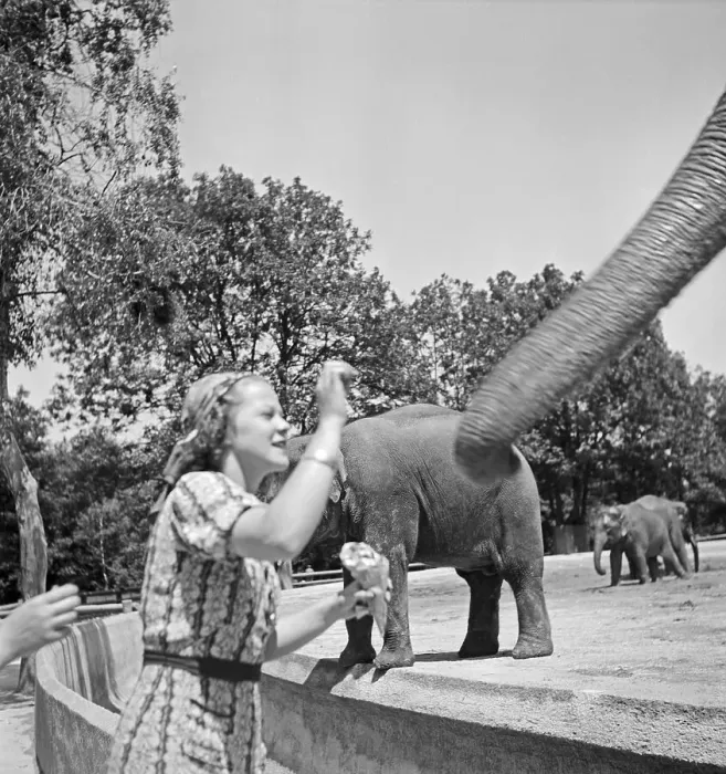 Impression encadrée : Stuttgart. Une femme à l'enclos des éléphants au zoo de la wilhelme à Stuttgarter Impression encadrée : Stuttgart. Une femme à l'enclos des éléphants au zoo de la wilhelme à Stuttgarter