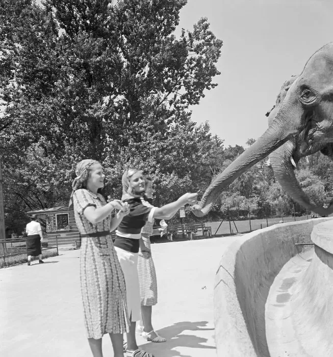 Stampa con cornice : Stuttgart. Tre giovani donne presso il recinto degli elefanti nel parco Stampa con cornice : Stuttgart. Tre giovani donne presso il recinto degli elefanti nel parco