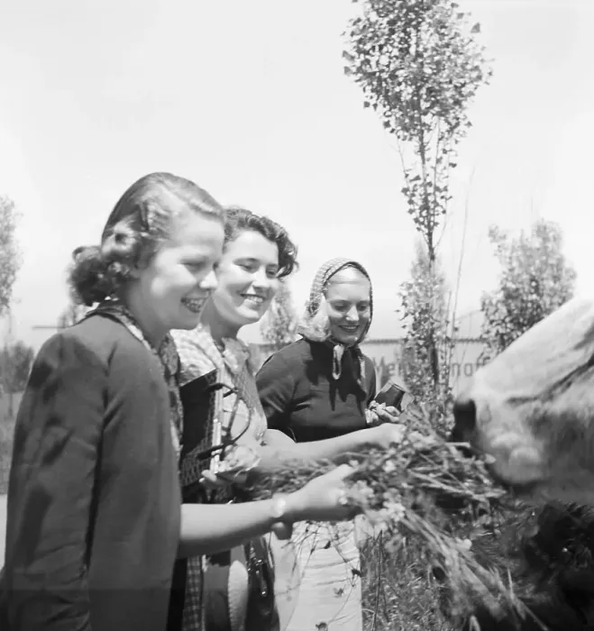 Framed Print : Stuttgart. Drei junge Frauen am Rindergehege im Wilhelma Tierpark in Stuttgart