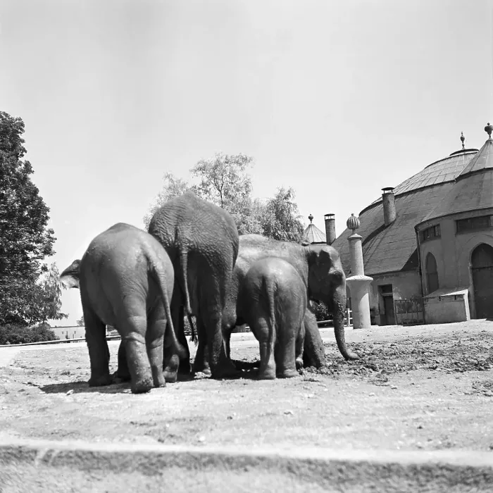 Impresión enmarcada : Stuttgart. Circulo de elefantes en el zoológico Wilhelm-Lehmann-Tierpark en Stuttgart Impresión enmarcada : Stuttgart. Circulo de elefantes en el zoológico Wilhelm-Lehmann-Tierpark en Stuttgart