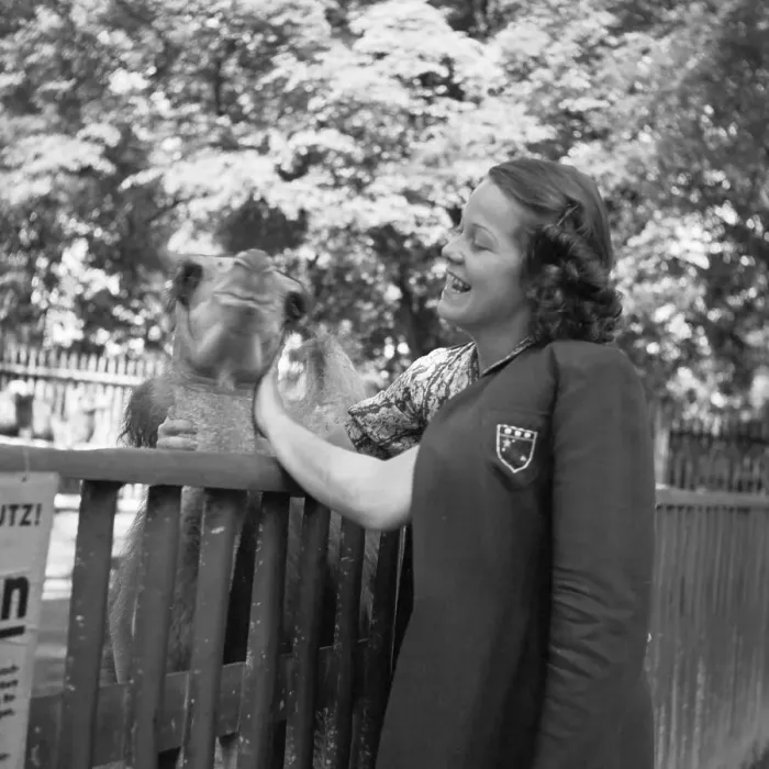 Stampa con cornice : Stuttgart. Una giovane donna al complesso di cammelli nel parco zoológico