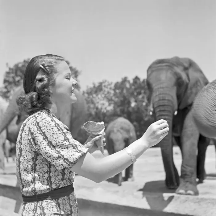 Gerahmter Druck : Stuttgart. Eine Frau vor dem Elefantenbegehage im Wilden Maas-Tierpark Gerahmter Druck : Stuttgart. Eine Frau vor dem Elefantenbegehage im Wilden Maas-Tierpark