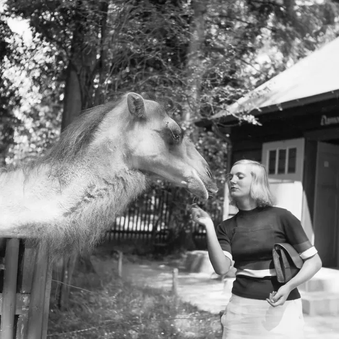 Gerahmter Druck : Stuttgart. Eine Frau auf dem Kamelgeheg an der Wildnis im Stuttgarter Zoo Gerahmter Druck : Stuttgart. Eine Frau auf dem Kamelgeheg an der Wildnis im Stuttgarter Zoo