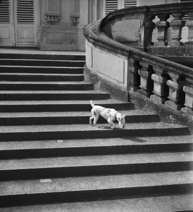 Impression encadrée : Stuttgart. Un chien d'araignée sur les escaliers du Château de solitude Impression encadrée : Stuttgart. Un chien d'araignée sur les escaliers du Château de solitude