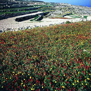 Malta