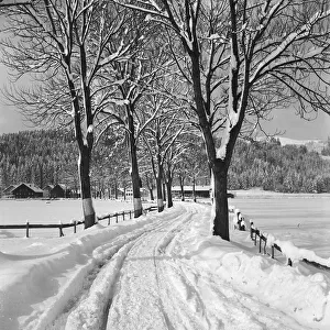 Allee Prints: Allgäu Immenstadt