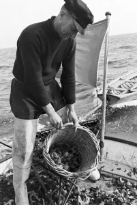 Oyster Prints: Austernfang