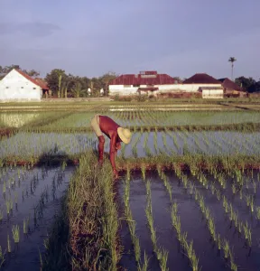 Bali / Indonesien