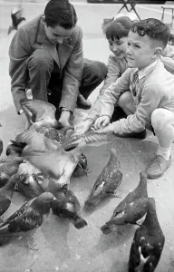: Bambini che nutrono colombi in Piazza San Marco a Venezia, Italia 1954