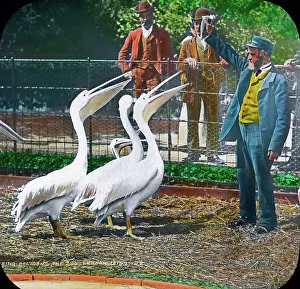 Glasdia Prints: Besuch im Zoo