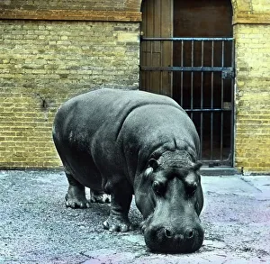 Glasdia Prints: Besuch im Zoo
