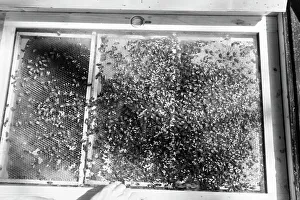 Bee Sting Prints: Bienengift