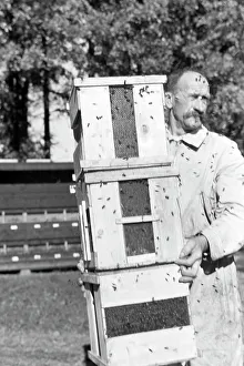Bee Sting Prints: Bienengift