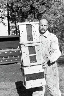 Bee Sting Prints: Bienengift