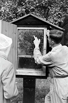 Bee Sting Prints: Bienengift