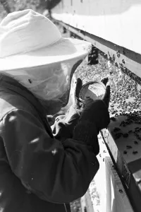Bienengift Prints: Bienengift Illertissen