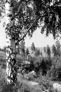 Baumstamme Stampe: Bergviken See