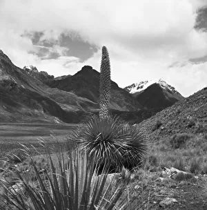 Typically Prints: Peru