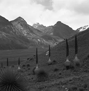 Typically Prints: Peru