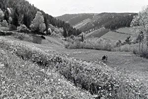 Donau Prints: Donautal bei Wildenstein