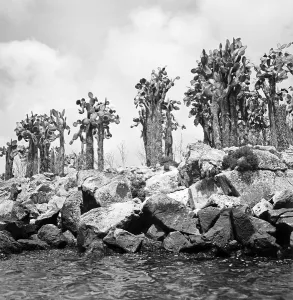 Opuntien Prints: Ecuador