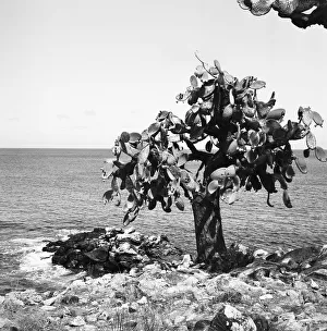 Opuntien Prints: Ecuador