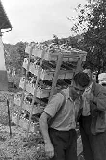 Fruits Prints: Erdbeerernte im Bühl