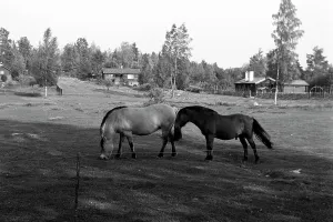 Erich Andrés Fotografía Fotógrafo SW Blanco y Negro