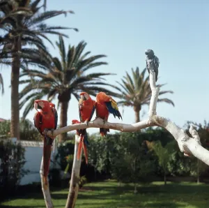 Nordatlantik Impressions: Spanien / Teneriffa