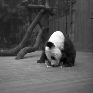 Asien Prints: Großer Panda Zoo Berlin