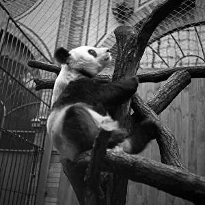 Asien Prints: Großer Panda Zoo Berlin