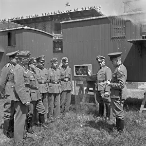 World War Prints: Heeres-Hunde und Brieftauben