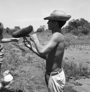 Impressions de Un homme se trouve au milieu d'une végétation luxuriante, entouré par les grandes fleurs de la Vitória Régia dans un paysage brésilien verdoyant Hanna Seidel Impressions: Un Homme à Vitória Régia, Brésil 1966