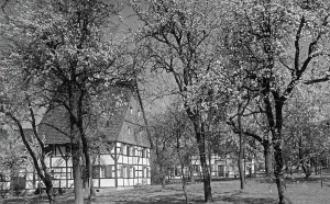 Blossom Impressions: Imbach