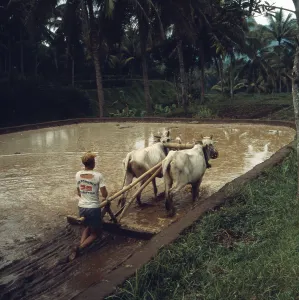 Java / Indonesien