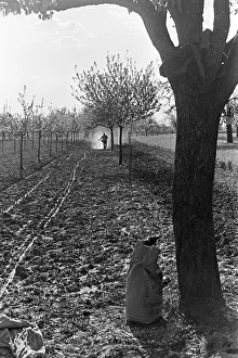 Rhine Prints: Kaub/Rhein und die Bergstraße