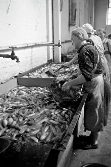 Lavoratrici della fabbrica di conserve C. Th. Lampe a Braunschweig preparano cipolle per linacidimento, Germania 1939