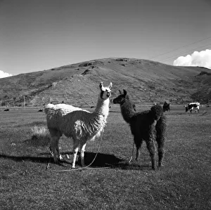 Typical Prints: Peru