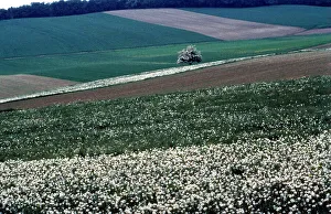 Landschaft