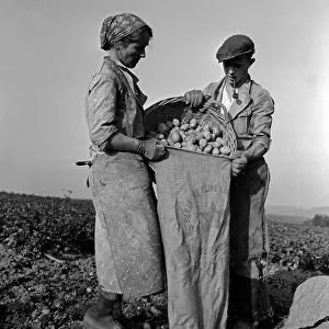 Plough Prints: Landwirtschaft