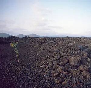 Kanarische Insel Prints: Lanzarote
